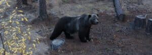 Bear standing in a dry forest clearing near a tree stump, looking toward the camera.