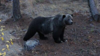 Bear standing in a dry forest clearing near a tree stump, looking toward the camera.