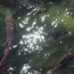 Koi fish swimming in clear green water with sunlight sparkling on the surface nearby light reflections on the water