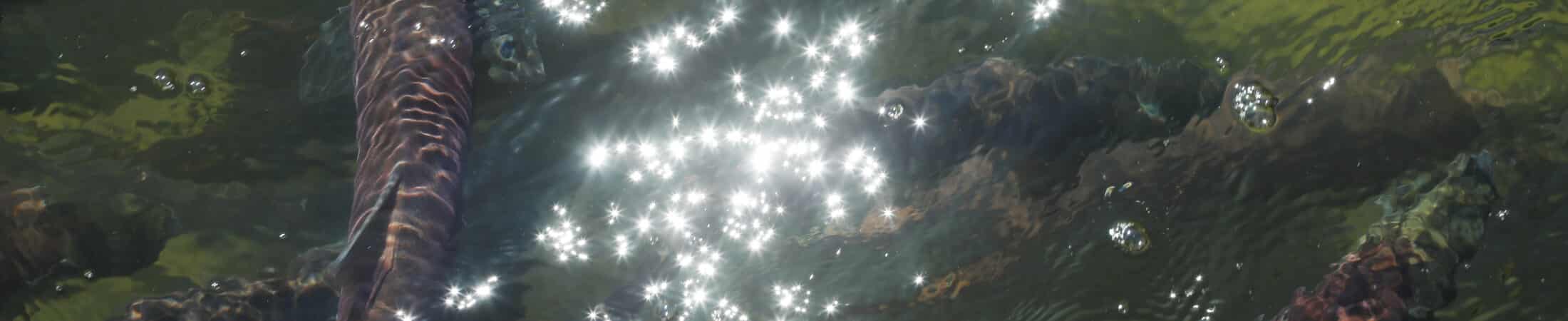 Koi fish swimming in clear green water with sunlight sparkling on the surface nearby light reflections on the water
