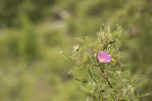 Pink wild rose blossoms on a thorny branch with small green leaves, against a soft green blurred background