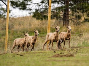 Several light-brown goats standing behind a weld-wire fence in a grassy field, with trees in the background.