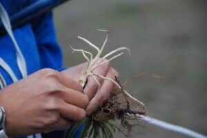 Person in a blue jacket holds a bunch of exposed plant roots above soil, ready for planting.