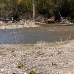 River flowing by a pebbled shore with scattered driftwood and a forested bank in the background.