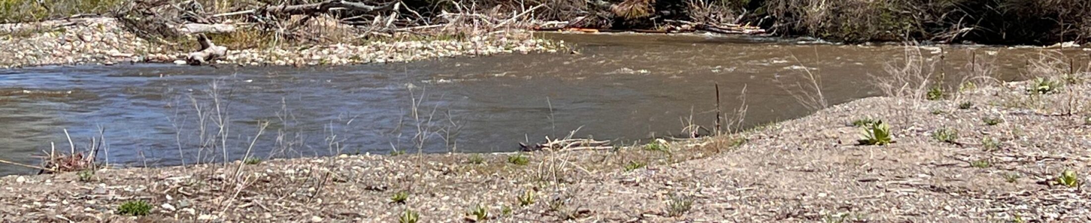 River flowing by a pebbled shore with scattered driftwood and a forested bank in the background.