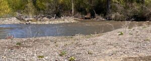 River flowing by a pebbled shore with scattered driftwood and a forested bank in the background.