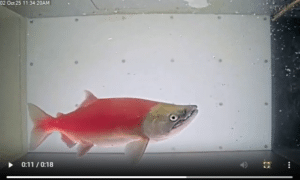 Red fish with a pale head swimming in a clear aquarium with bubbles.