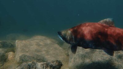 Red fish swimming near a rocky underwater seabed with dark blue water in the background.