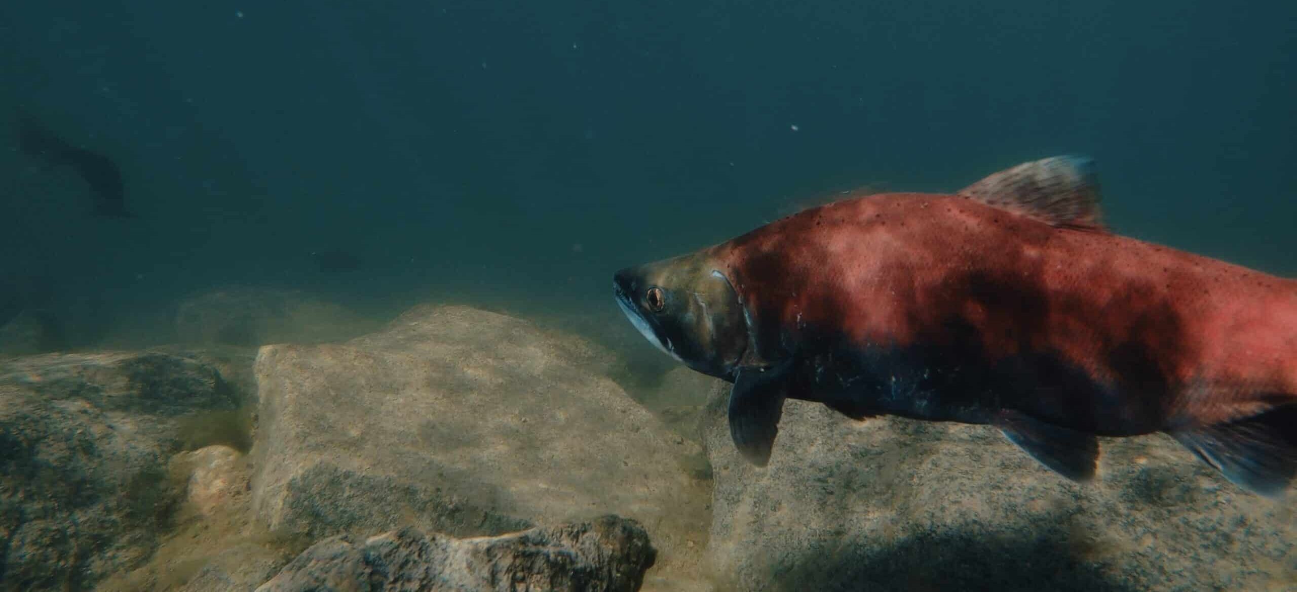 Red fish swimming near a rocky underwater seabed with dark blue water in the background.