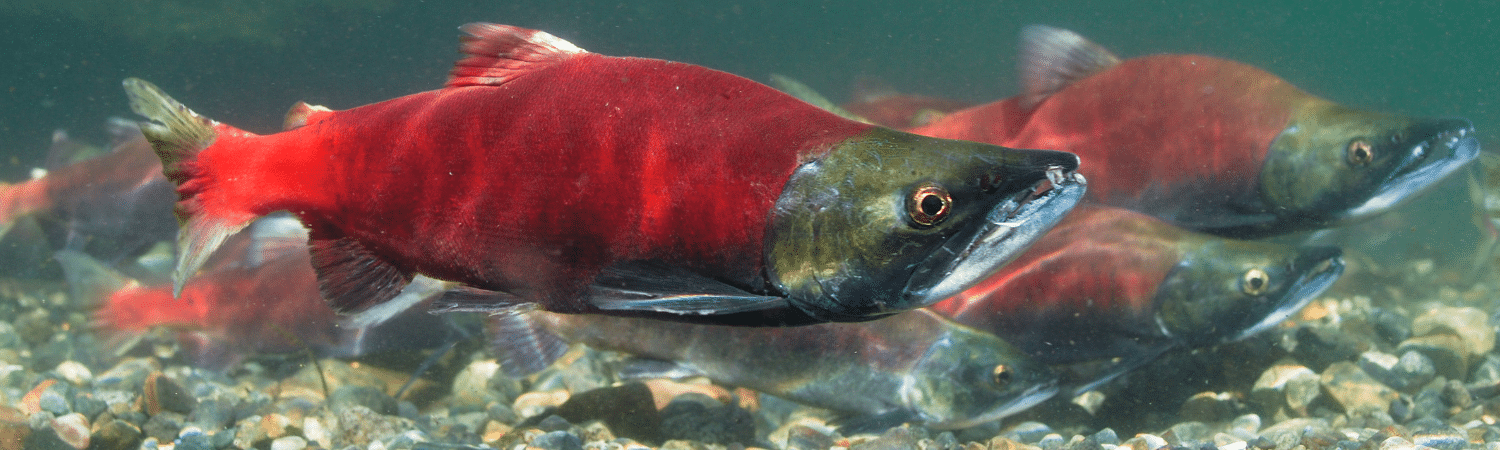 ntytyix Chief Salmon