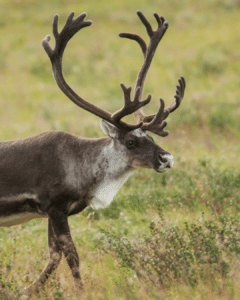 Elk with large branched antlers standing in a grassy meadow, looking to the right.