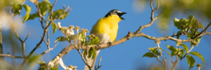 Yellow bird with a black mask perched on a tree branch against a clear blue sky.