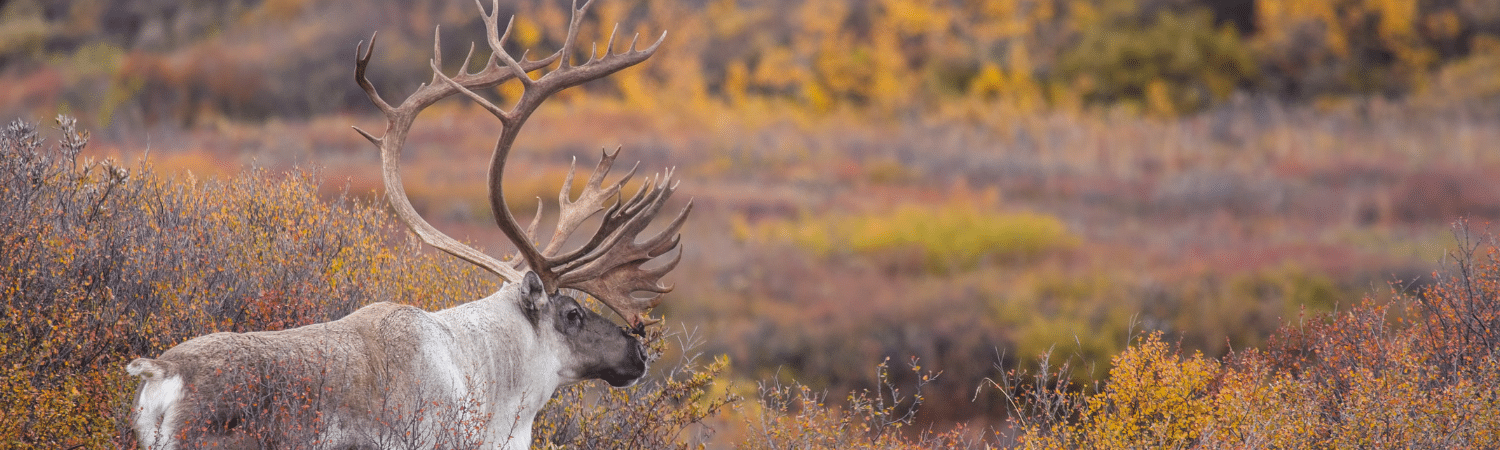 Moose with large antlers standing in a colorful autumn shrubland.