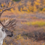 Moose with large antlers standing in a colorful autumn shrubland.