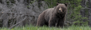 Brown bear standing in a grassy clearing with a forest of trees behind it, looking toward the camera.