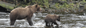 Adult brown bear and cub wading through a shallow rocky river by a mossy riverbank.