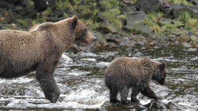 Adult brown bear and cub wading through a shallow rocky river by a mossy riverbank.